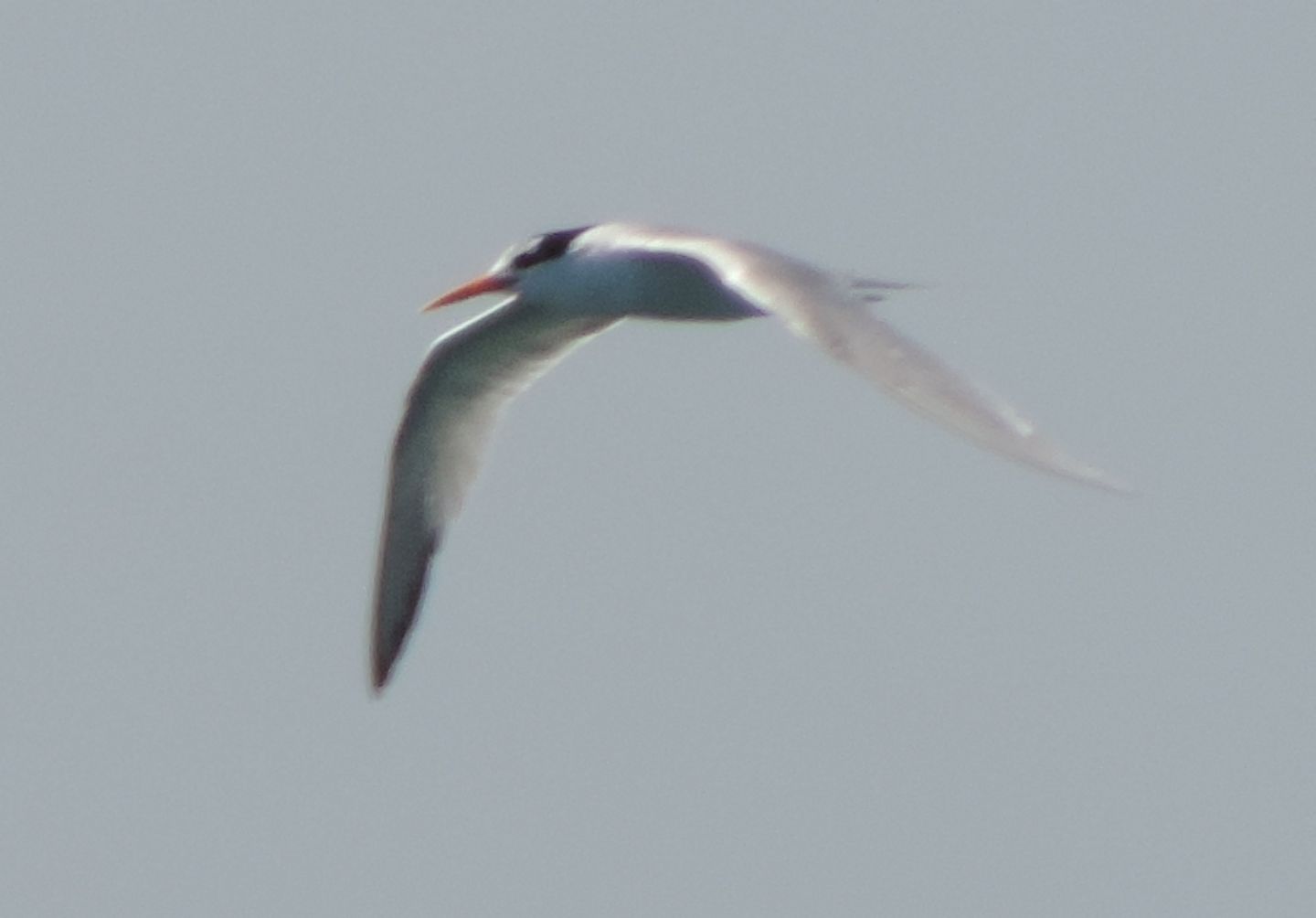 Due rare sterne: Sterna di Rppell (Thalasseus bengalensis)e Sterna elegante (T. elegans)